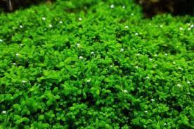 ADA TISSUE CULTURE - HEMIANTHUS CALLITRICHOIDES 'CUBA' IC008