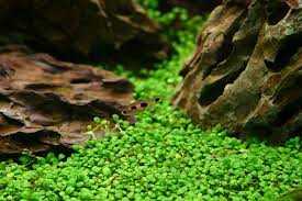 ADA TISSUE CULTURE - GLOSSOSTIGMA ELATINOIDES IC005