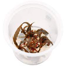 ADA TISSUE CULTURE - CRYPTORYNE SPIRALIS 'TIGER' IC198