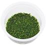 ADA Tissue Culture Ludwigia repens 'Super Red'