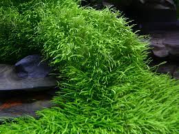 ADA TISSUE CULTURE - UTRICULARIA GRAMINIFOLIA IC205