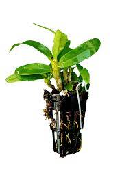 Mini-Orchid Dendrobium Angel Baby