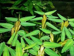 ADA Tissue Cultrure Hygroriza aristata