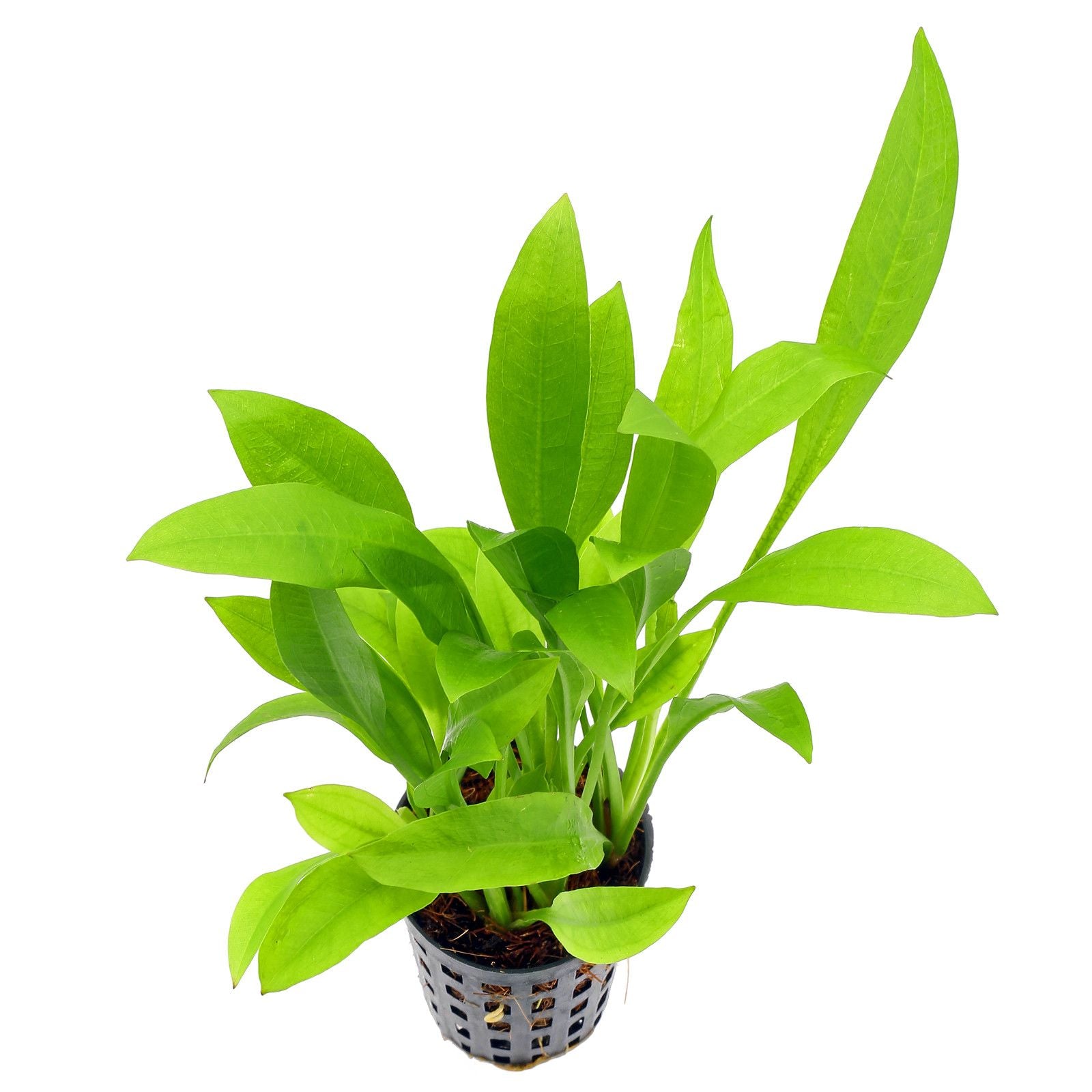 Echinodorus "Amazon Sword"