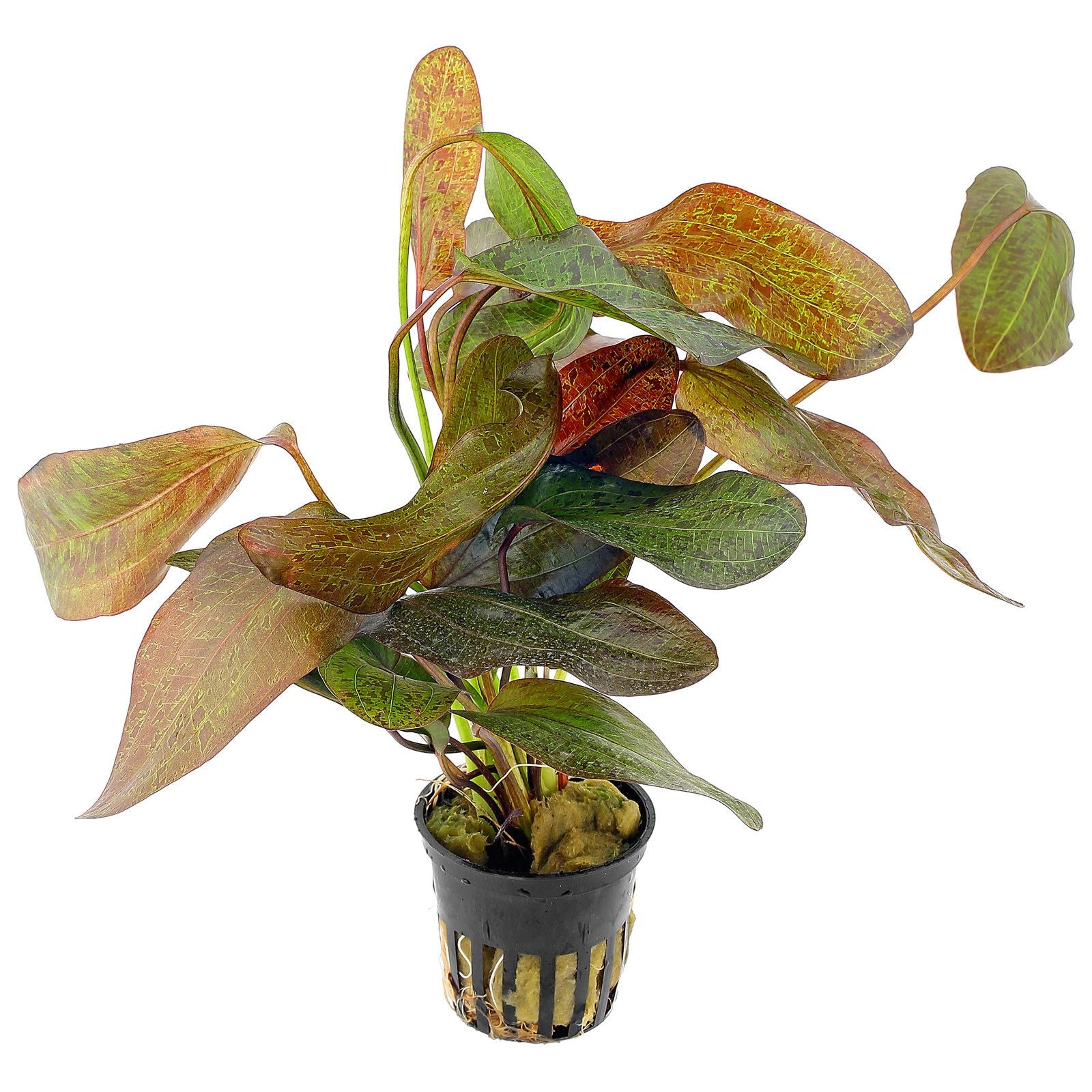 Epic Aquatics Echinodorus 'Ozelot Red '