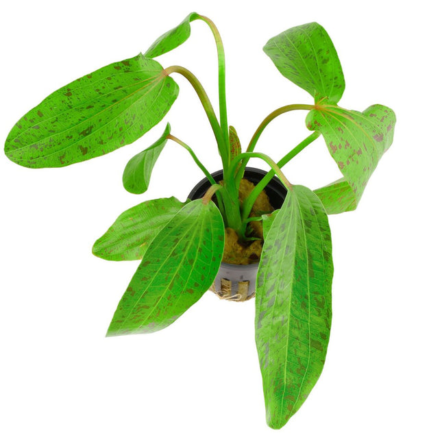 Epic Aquatics Echinodorus ‘Ozelot Green