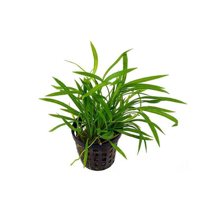 Epic Aquatics Echinodorus tenellus “Sharp Leaf”