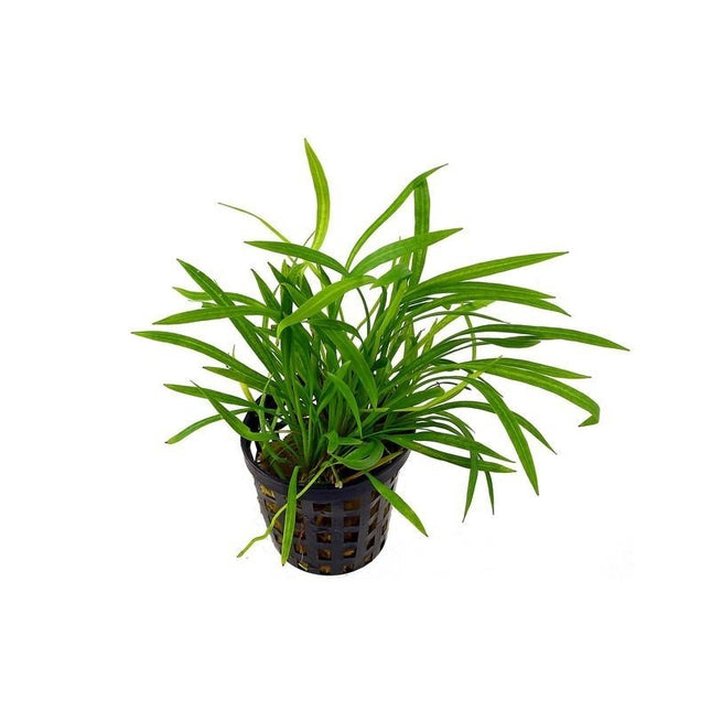 Epic Aquatics Echinodorus tenellus “Sharp Leaf”