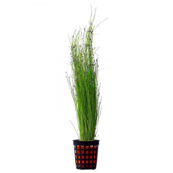 aquatic plant with green leaves on a white background
