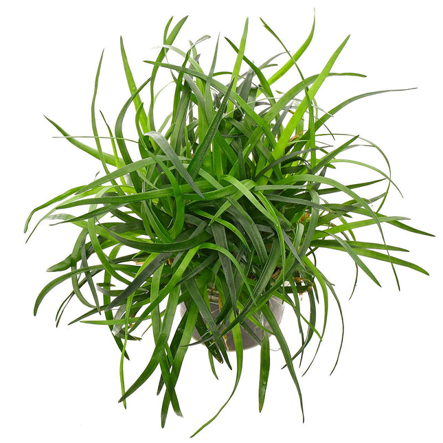 Epic Aquatics Eriocaulon sp. “Vietnam”