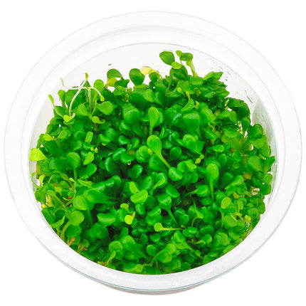 ADA TISSUE CULTURE - GLOSSOSTIGMA ELATINOIDES IC005
