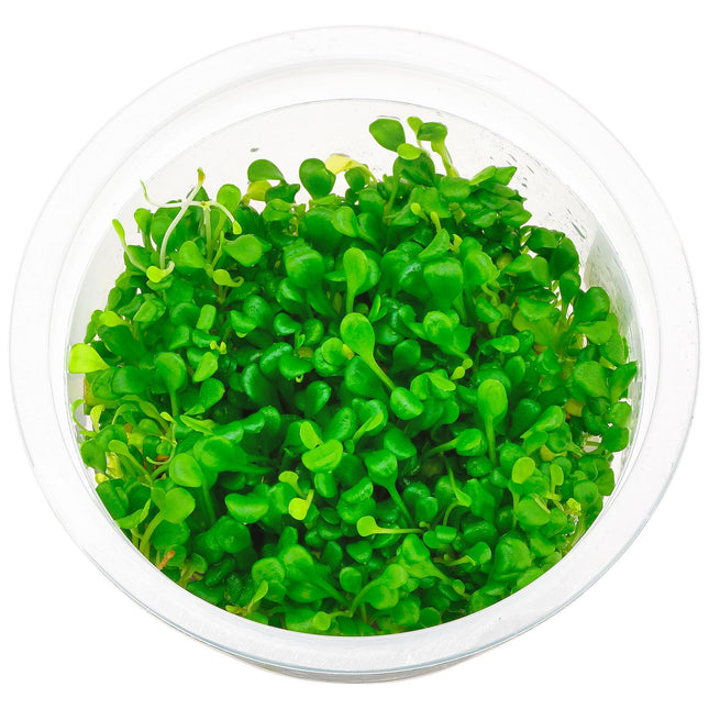 ADA TISSUE CULTURE - GLOSSOSTIGMA ELATINOIDES IC005