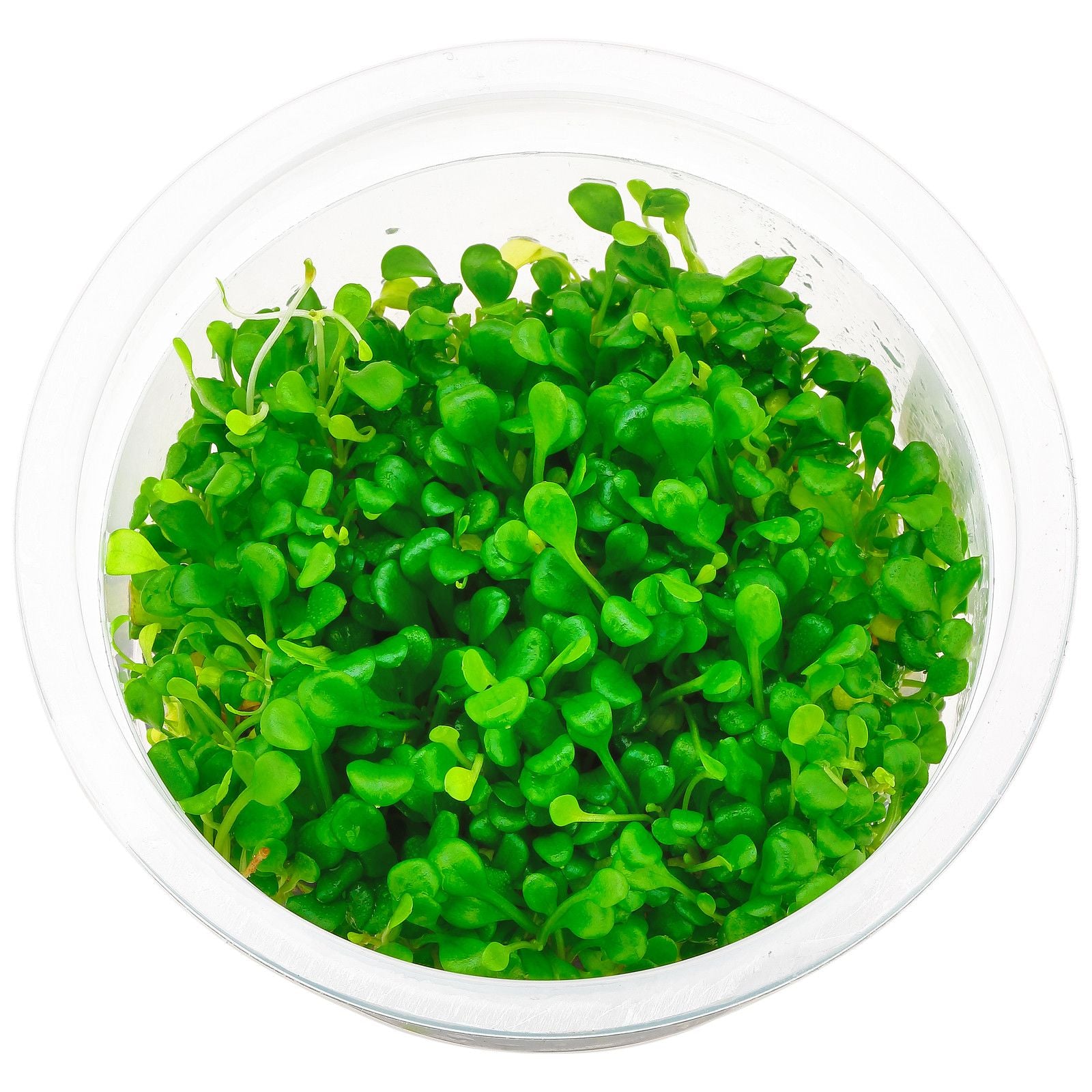 ADA TISSUE CULTURE - GLOSSOSTIGMA ELATINOIDES IC005