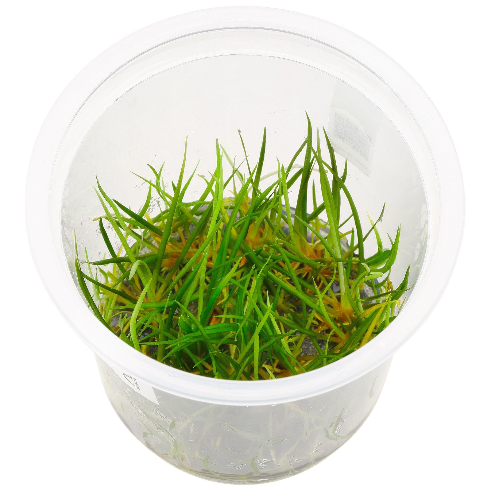 ADA Echinodorus tenellus (Labelled as Helanthium tenellum) IC076