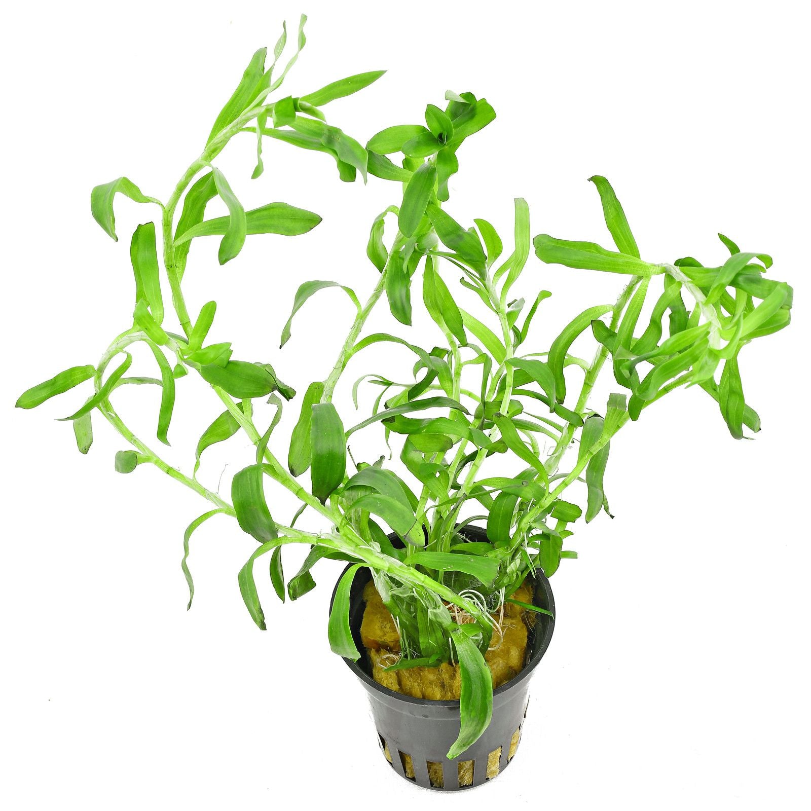 Epic Aquatics Heteranthera zosterifolia "star grass"