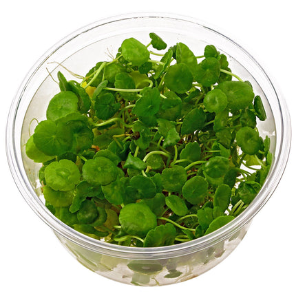 ADA Hydrocotyle verticillata IC015