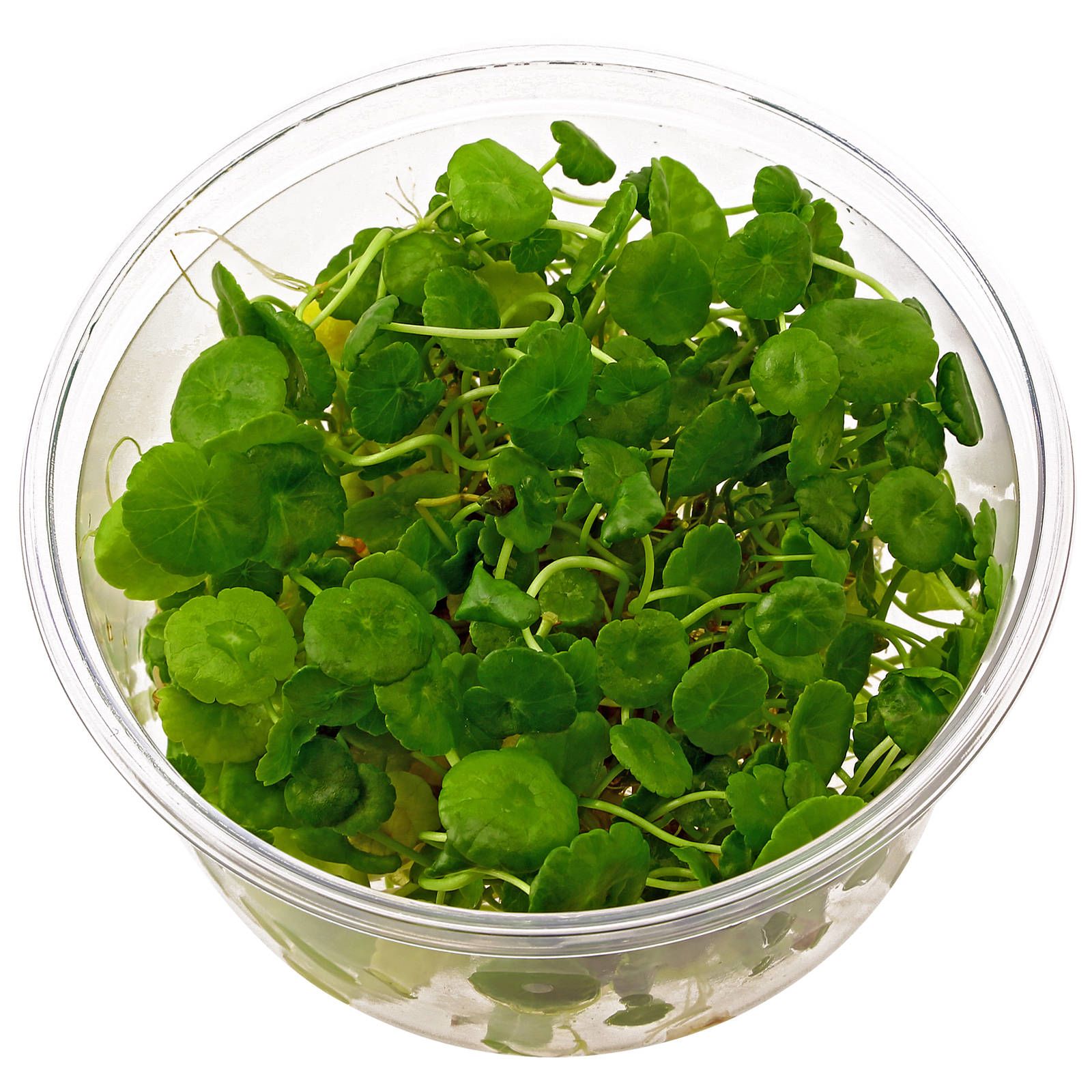 ADA Hydrocotyle verticillata IC015