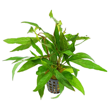 Epic Aquatics Hygrophila corymbosa 'stricta'