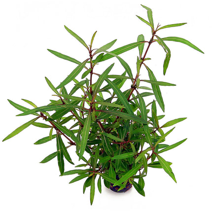 Epic Aquatics Hygrophila lancea sp araguaia
