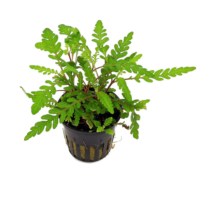 Epic Aquatics Hygrophila pinnatifida