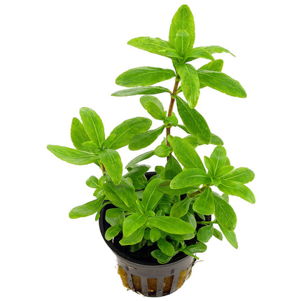 Epic Aquatics Hygrophila polysperma