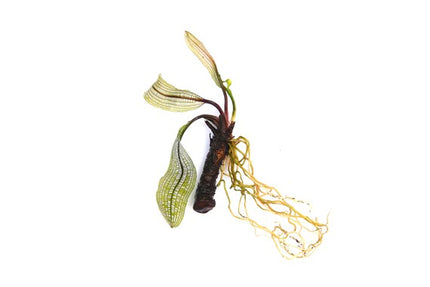 Aponogeton madagascariensis