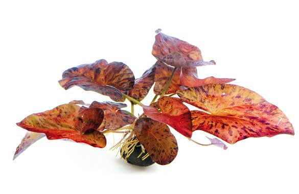 Nymphaea Lotus Red { Bulbs only }