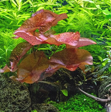 Nymphaea Lotus Red { Bulbs only }