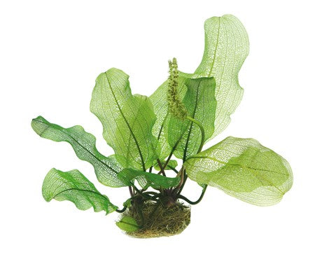 Aponogeton madagascariensis { Bulbs only }