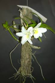Epic Aquatics Mini-Orchid Dendrobium Angel Baby