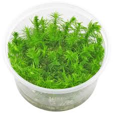 ADA TISSUE CULTURE POGOSTEMON ERECTUS IC405