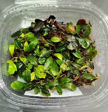 Epic Aquatics Bucephalandra Dark Brownie