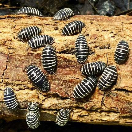 Zebra Isopod - Armadillidium maculatum (Colony of 5)