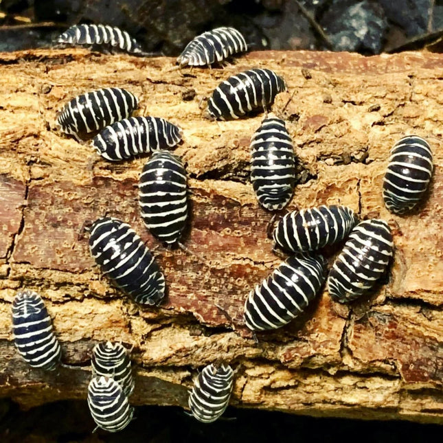 Zebra Isopod - Armadillidium maculatum (Colony of 5)