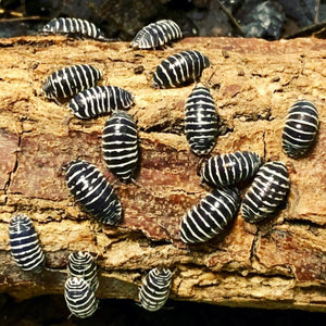 Zebra Isopod - Armadillidium maculatum (Colony of 5)