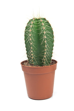 Nomoy Cactus Plants (QM)