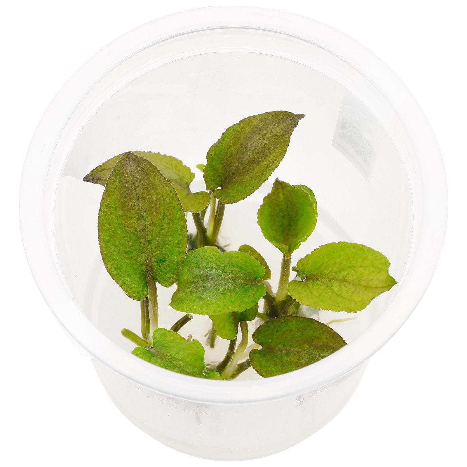 ADA Tissue Culture Lagenandra Keralensis