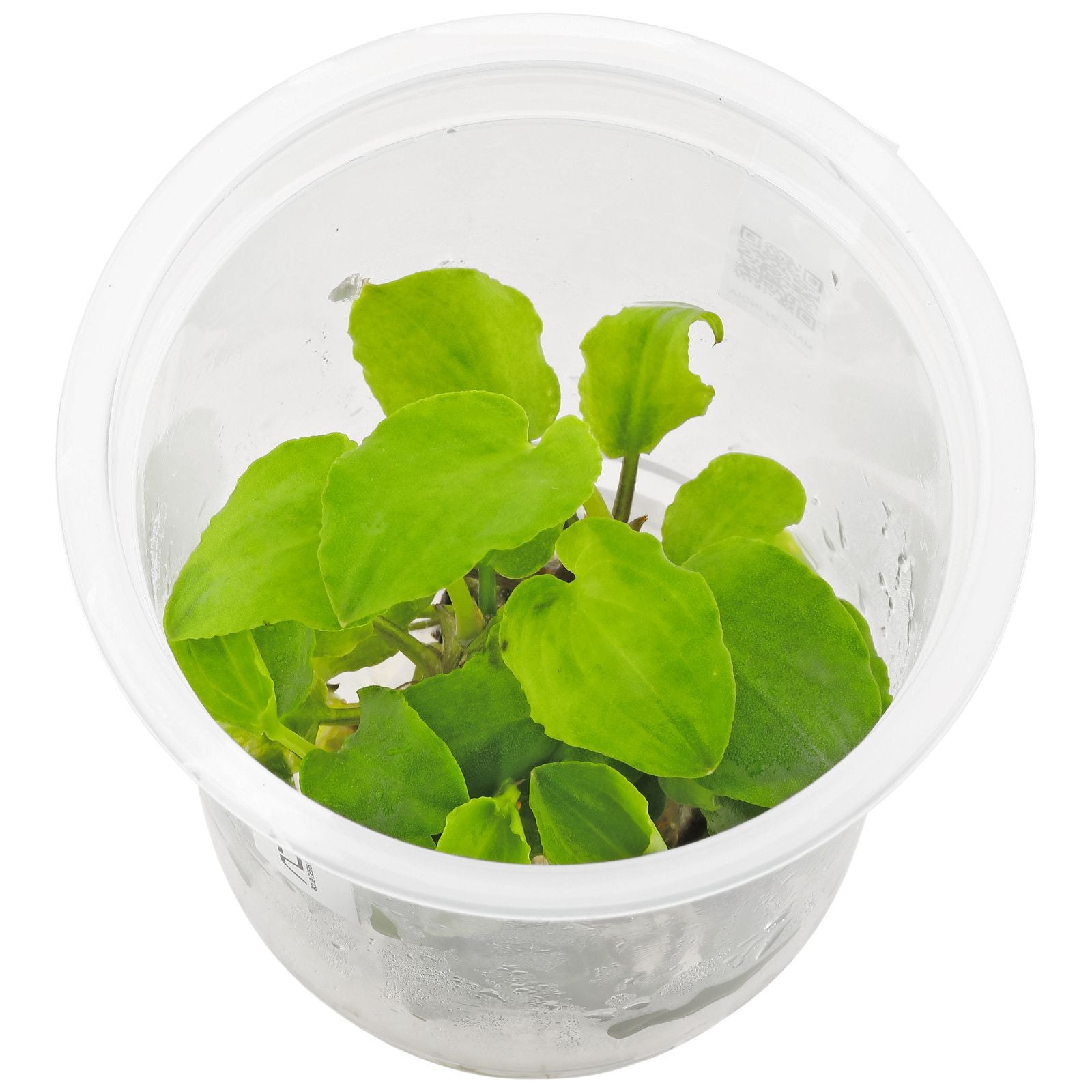 ADA Tissue Culture Lagenandra meeboldii 'Green' IC216