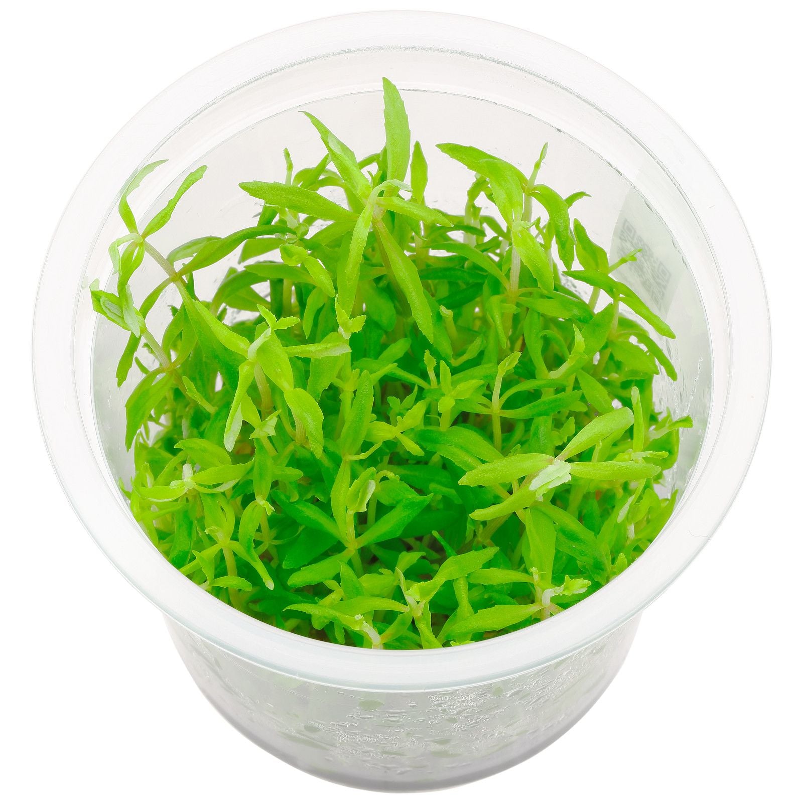 ADA TISSUE CULTURE LIMNOPHILA SP VIETNAM IC419