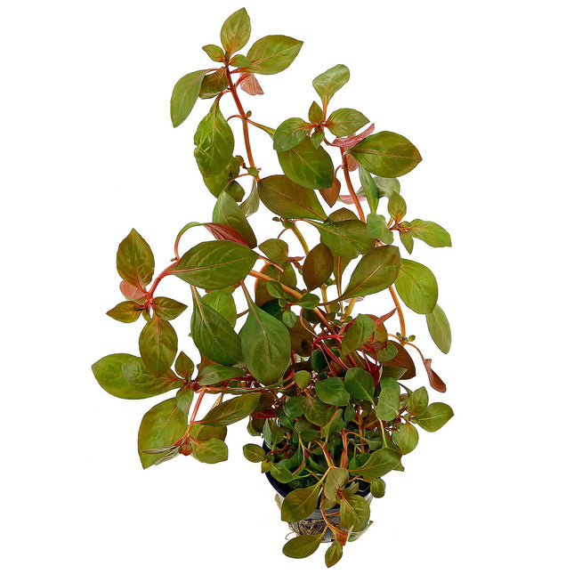 Epic Aquatics  Ludwigia sp. ‘Rubin’