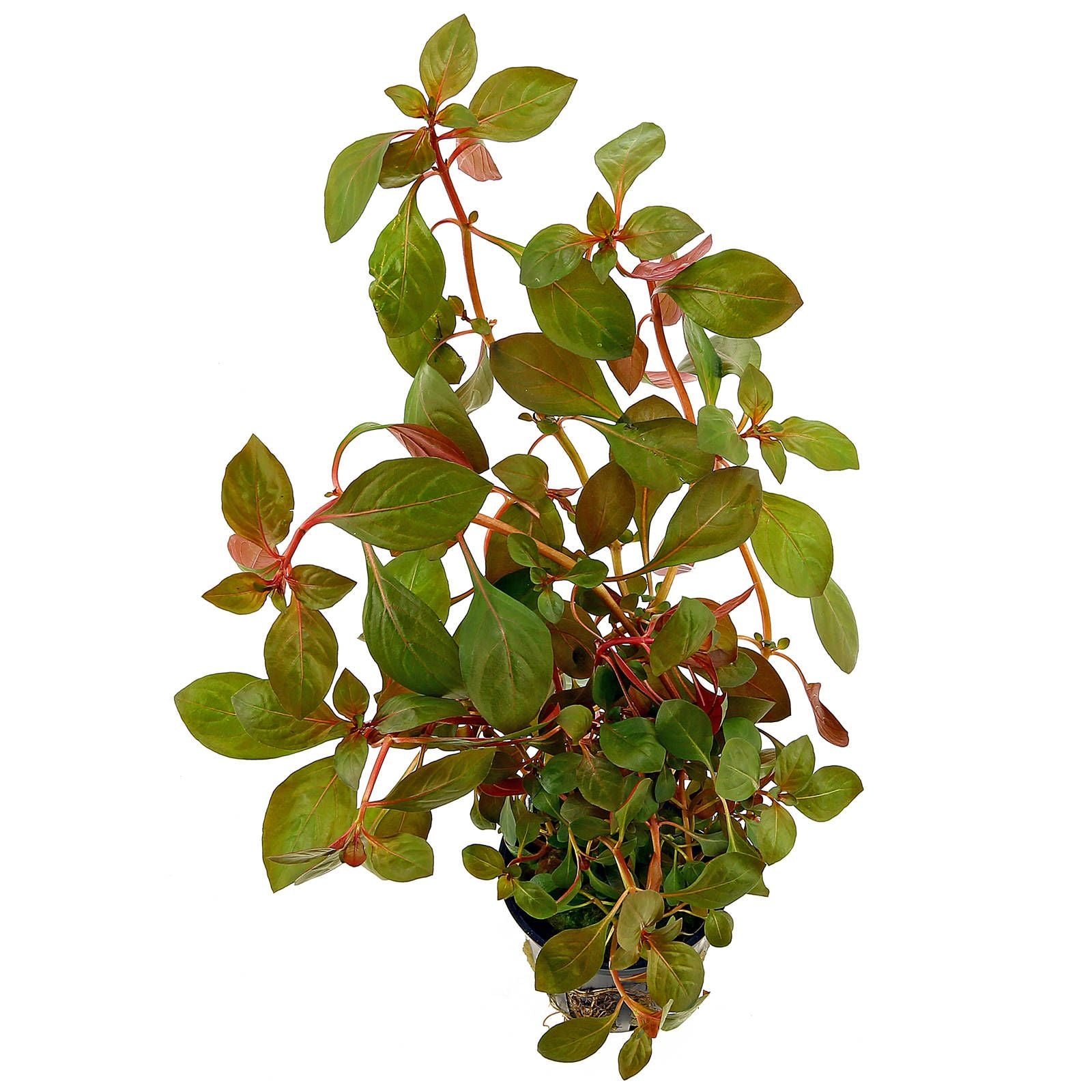 Epic Aquatics  Ludwigia sp. ‘Rubin’