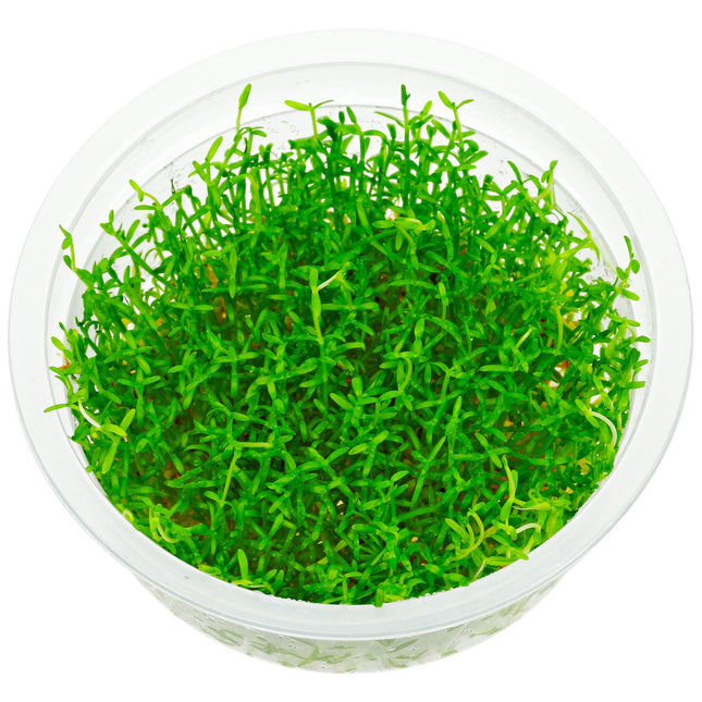 ADA TISSUE CULTURE MICROCARPAEA MINIMA IC299