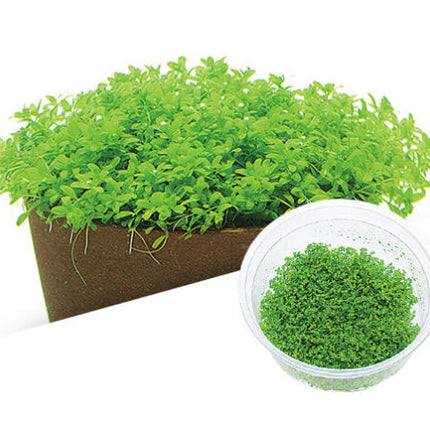 ADA TISSUE CULTURE - HEMIANTHUS CALLITRICHOIDES 'CUBA' IC008