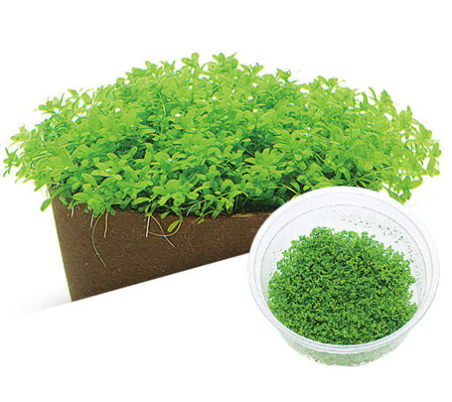 ADA TISSUE CULTURE - HEMIANTHUS CALLITRICHOIDES 'CUBA' IC008