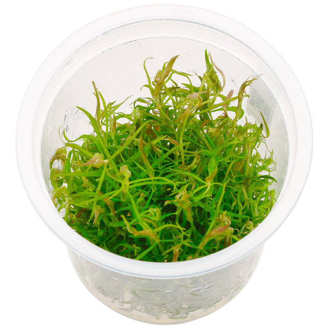 ADA Tissue Culture Pogostemon Stellatus Dassen IC026