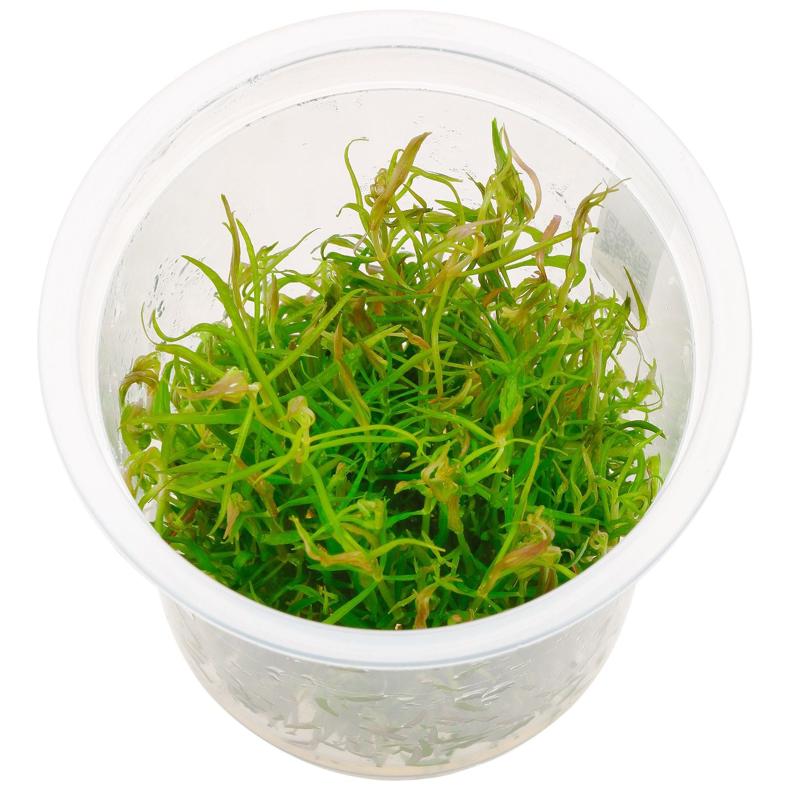 ADA Tissue Culture Pogostemon Stellatus Dassen IC026