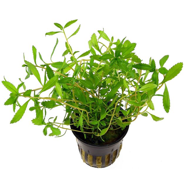 Epic Aquatics Proserpinaca Palustris (Mermaid Weed)
