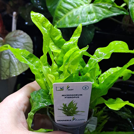 Microsorum Pteropus