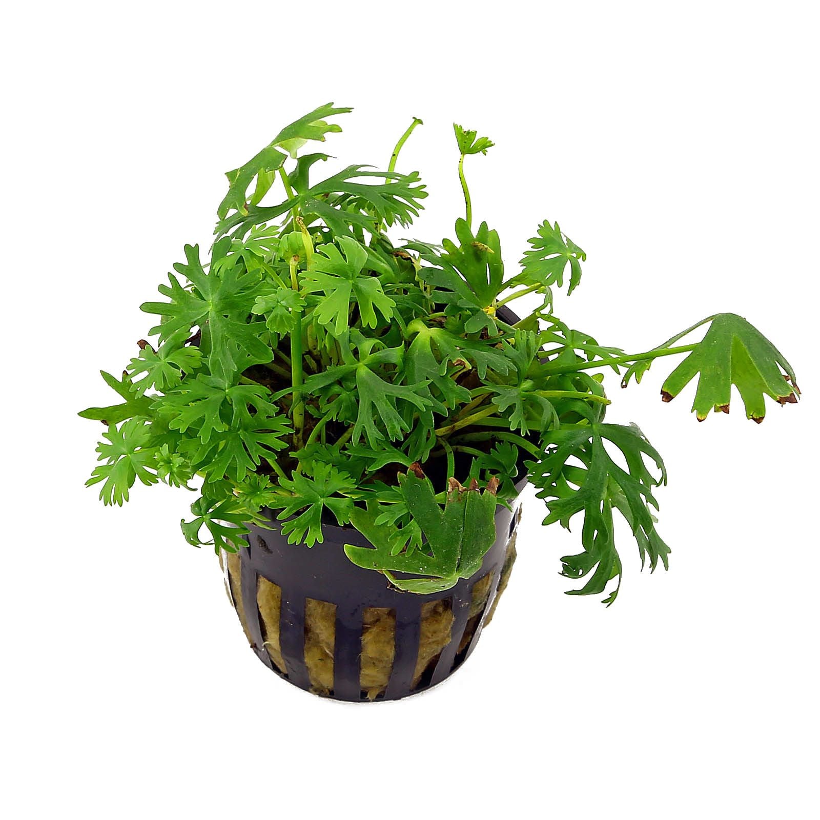 Epic Aquatics Ranunculus inundates