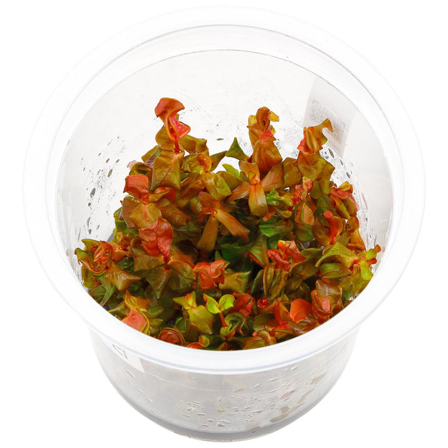 ADA TISSUE CULTURE ROTALA MACRANDRA